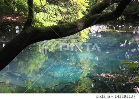 新緑の森に佇む神秘の青い池、山形県遊佐町の丸池様 新緑の森に佇む神秘の青い池、山形県遊佐町の丸池様 142193137