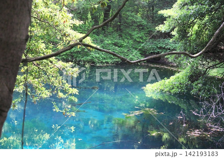 新緑の森に佇む神秘の青い池、山形県遊佐町の丸池様 新緑の森に佇む神秘の青い池、山形県遊佐町の丸池様 142193183