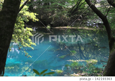 新緑の森に佇む神秘の青い池、山形県遊佐町の丸池様 142193363