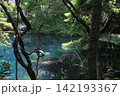 新緑の森に佇む神秘の青い池、山形県遊佐町の丸池様 142193367