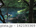 新緑の森に佇む神秘の青い池、山形県遊佐町の丸池様 142193369