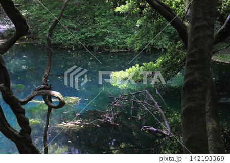 新緑の森に佇む神秘の青い池、山形県遊佐町の丸池様 新緑の森に佇む神秘の青い池、山形県遊佐町の丸池様 142193369