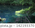新緑の森に佇む神秘の青い池、山形県遊佐町の丸池様 142193370
