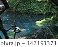 新緑の森に佇む神秘の青い池、山形県遊佐町の丸池様 142193371