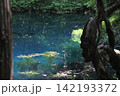 新緑の森に佇む神秘の青い池、山形県遊佐町の丸池様 142193372