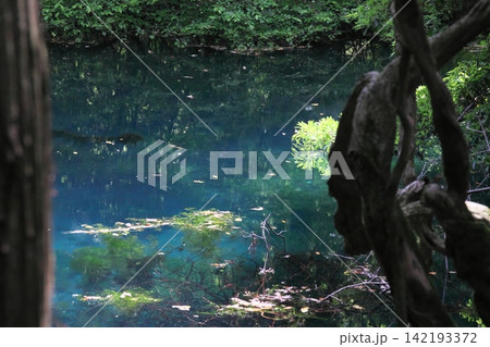 新緑の森に佇む神秘の青い池、山形県遊佐町の丸池様 新緑の森に佇む神秘の青い池、山形県遊佐町の丸池様 142193372