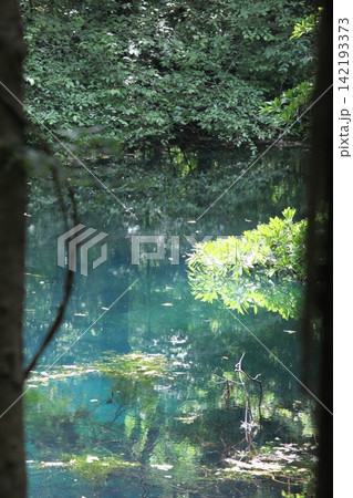 新緑の森に佇む神秘の青い池、山形県遊佐町の丸池様 新緑の森に佇む神秘の青い池、山形県遊佐町の丸池様 142193373