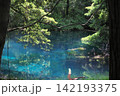 新緑の森に佇む神秘の青い池、山形県遊佐町の丸池様 142193375