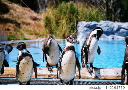 埼玉県こども動物自然公園 ペンギンヒルズの風景 埼玉県こども動物自然公園 ペンギンヒルズの風景 142193750