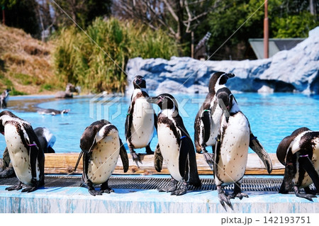 埼玉県こども動物自然公園 ペンギンヒルズの風景 埼玉県こども動物自然公園 ペンギンヒルズの風景 142193751