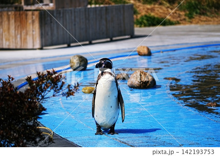 埼玉県こども動物自然公園　ペンギンヒルズの風景 142193753