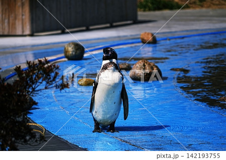 埼玉県こども動物自然公園 ペンギンヒルズの風景 埼玉県こども動物自然公園 ペンギンヒルズの風景 142193755