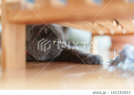 遊んでほしいブリティッシュショートヘア 遊んでほしいブリティッシュショートヘア 142193853