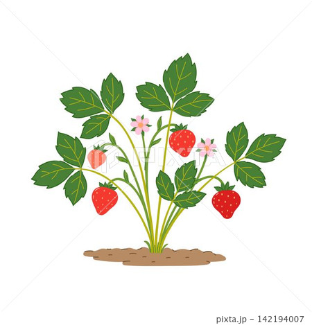 Strawberry bush with green leaves, pinkish white flowers and ripe red berries growing in soil vector illustration 142194007