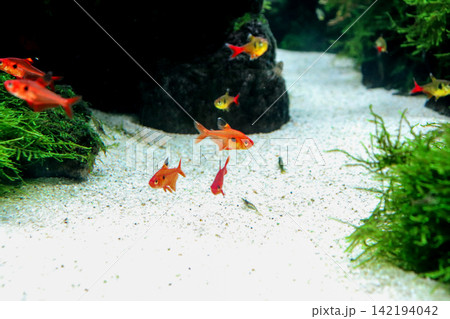 水草と小魚が泳ぐ美しいアクアリウム 142194042