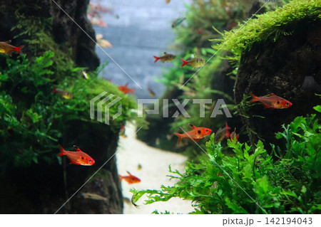 水草と小魚が泳ぐ美しいアクアリウム 水草と小魚が泳ぐ美しいアクアリウム 142194043