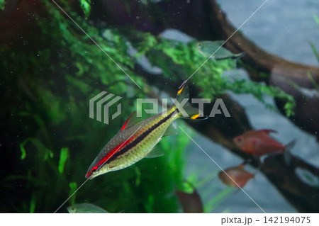 赤と黒の縞模様が美しい熱帯魚が泳ぐ水槽 142194075