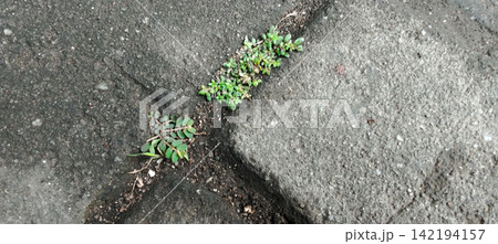 Small green weeds grow between the concrete paving blocks. 142194157