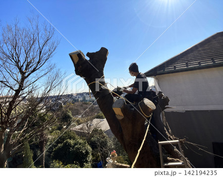 Man Cutting Down a Large Tree with a Chainsaw Man Cutting Down a Large Tree with a Chainsaw 142194235