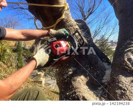 Man Cutting Down a Large Tree with a Chainsaw Man Cutting Down a Large Tree with a Chainsaw 142194238