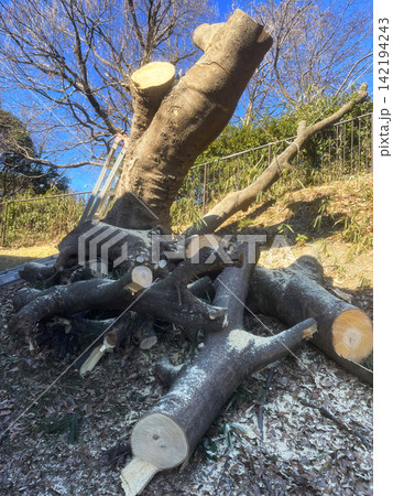 Man Cutting Down a Large Tree with a Chainsaw Man Cutting Down a Large Tree with a Chainsaw 142194243