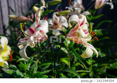 Delicate pink and white lilies bloom with morning dew drops in the garden Delicate pink and white lilies bloom with morning dew drops in the garden 142194504