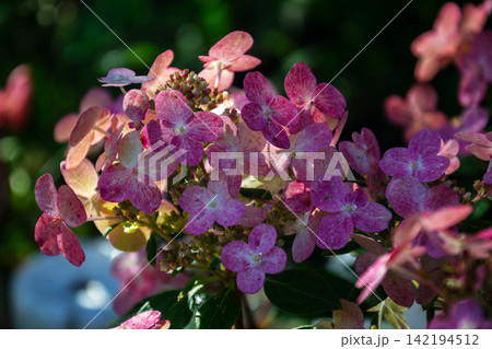 Pink hydrangea flowers blooming in a garden setting 142194512