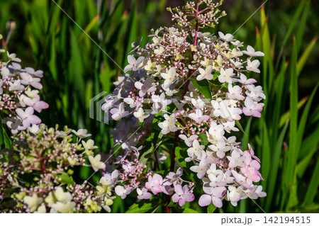Delicate white and pink hydrangea flowers bloom in the summer garden 142194515