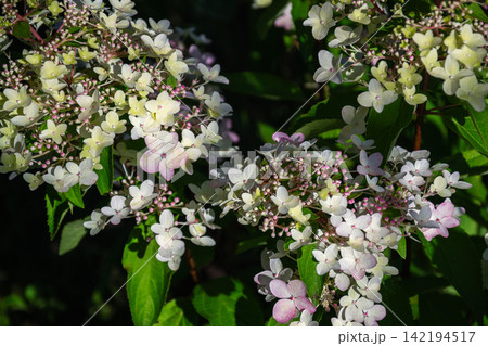 Delicate white and pink hydrangea flowers bloom in lush green foliage Delicate white and pink hydrangea flowers bloom in lush green foliage 142194517