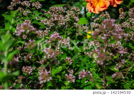 Vibrant garden blooms with oregano and bright orange flowers 142194530