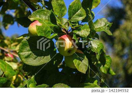 Ripening apples on a branch with green leaves against a bright blue sky Ripening apples on a branch with green leaves against a bright blue sky 142194552
