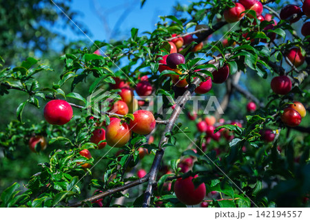 Ripe red plums hang heavy on a sunlit tree branch in summer Ripe red plums hang heavy on a sunlit tree branch in summer 142194557