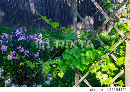 Vibrant green grape leaves climb a rustic wooden trellis in a sunlit garden Vibrant green grape leaves climb a rustic wooden trellis in a sunlit garden 142194572