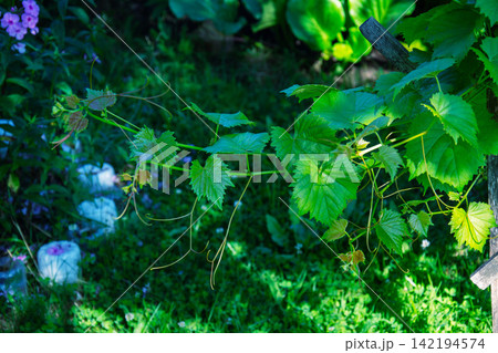 Vibrant green grape leaves unfurling on a vine in a sunlit garden Vibrant green grape leaves unfurling on a vine in a sunlit garden 142194574