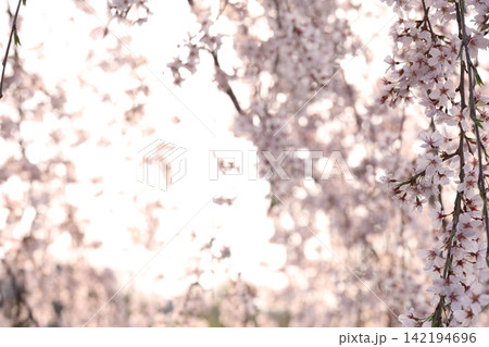 桜の花のある風景 142194696