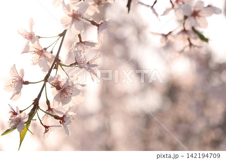桜の花のある風景 142194709