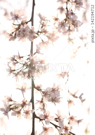 桜の花のある風景 桜の花のある風景 142194712