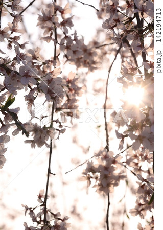 桜の花のある風景 桜の花のある風景 142194713