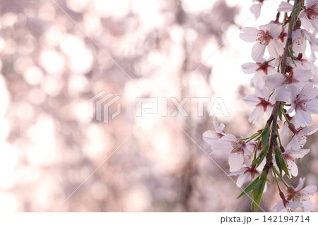 ふんわりした桜 ふんわりした桜 142194714