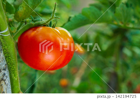 Bright juicy red tomato fruit hangs on branch of bush tied to wooden pole, background of blurred green background of vegetable garden with empty copy space for text. Horticulture, growing organic food 142194725