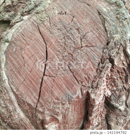 Close up view of freshly cut red wood tree trunk showing detailed grain circular growth rings and rough bark texture shot Close up view of freshly cut red wood tree trunk showing detailed grain circular growth rings and rough bark texture shot 142194792