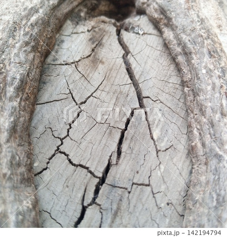 Macro shot focusing on deep cracks and rough texture inside an old wooden tree knot showing natural weathering processes Macro shot focusing on deep cracks and rough texture inside an old wooden tree knot showing natural weathering processes 142194794