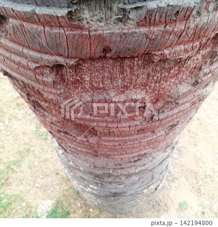 Close up texture of a thick palm tree trunk featuring unique reddish brown horizontal ridges and natural organic patterns 142194800
