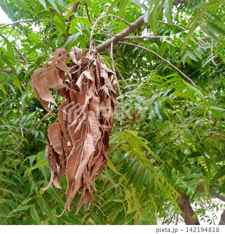 A cluster of dead dry brown leaves hanging stubbornly from a branch surrounded by healthy vibrant green foliage on a tree A cluster of dead dry brown leaves hanging stubbornly from a branch surrounded by healthy vibrant green foliage on a tree 142194818