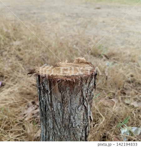 Close up of a short rough cut tree stump with splintered wood edges standing in a field of dry brown withered meadow grass 142194833