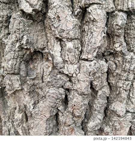 Extreme macro texture of deeply grooved rough and jagged grey tree bark showing intricate natural patterns and deep shadows 142194843