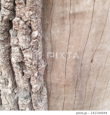 Split texture background showing a sharp contrast between rough peeling outer grey tree bark and smooth inner brown wood 142194844