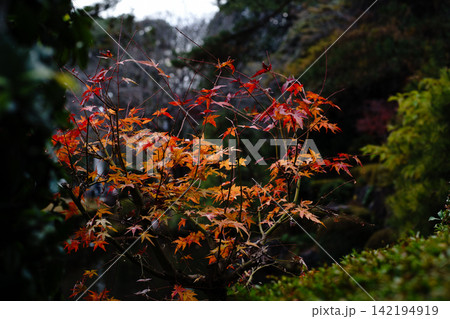 紅葉したモミジ 142194919