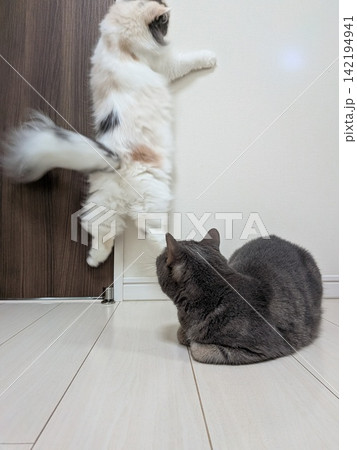 ジャンプする猫 142194941