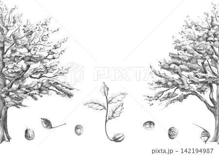 A pencil drawing of an old oak tree, a young sprout, and acorns in a seamless border. Illustration for books, postcards, eco-parks, branding, craft beer label designs, and eco-hotel logos. A pencil drawing of an old oak tree, a young sprout, and acorns in a seamless border. Illustration for books, postcards, eco-parks, branding, craft beer label designs, and eco-hotel logos. 142194987